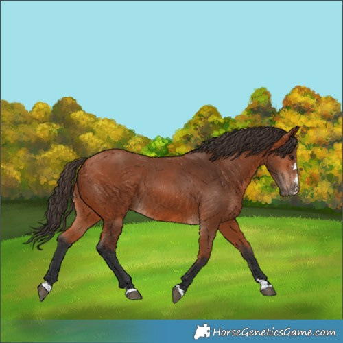 Horse Color:Bay 