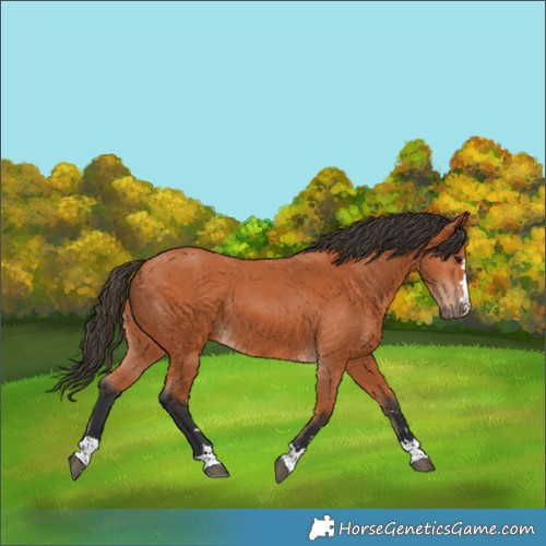 Horse Color:Bay 
