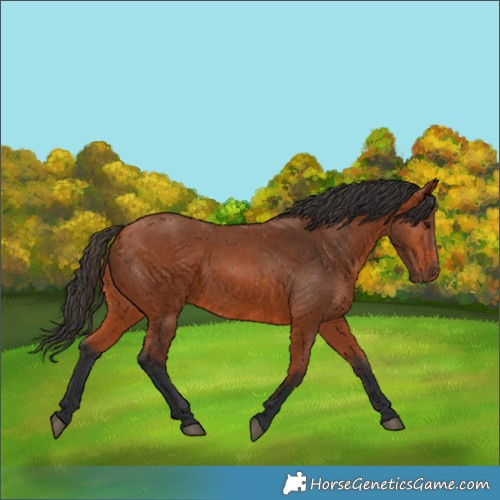 Horse Color:Bay 