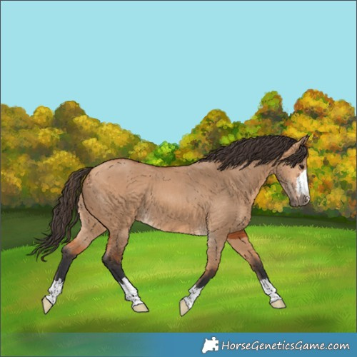 Horse Color:Bay Dun 