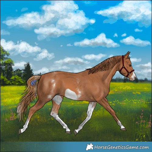 Horse Color:White Spotted Chestnut Frame 