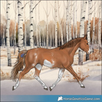 Horse Color:White Spotted Chestnut Frame 