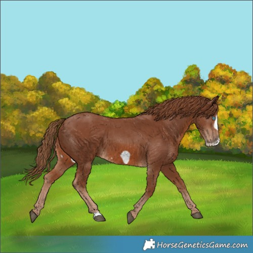 Horse Color:Chestnut Frame