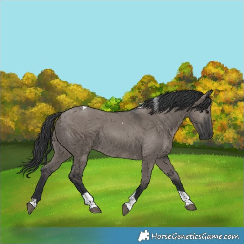 Horse Color:Grullo Tobiano 