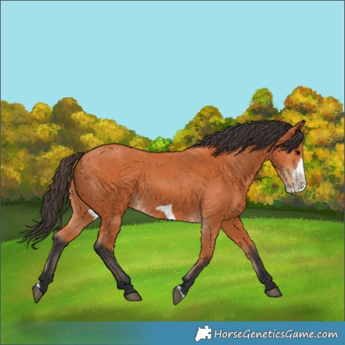 Horse Color:Bay Frame 