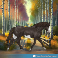 Horse Color:Liver Chestnut Frame 