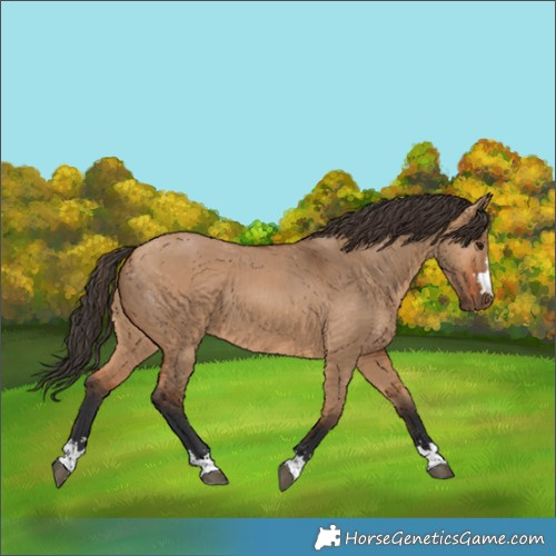 Horse Color:Bay Dun