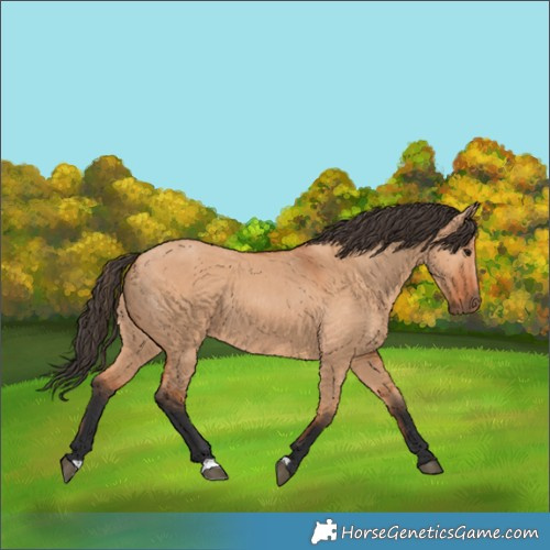 Horse Color:Bay Dun 