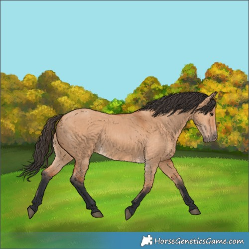 Horse Color:Bay Dun 