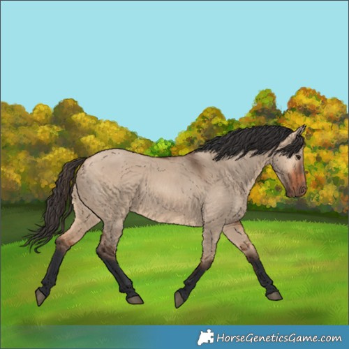 Horse Color:Bay Dun