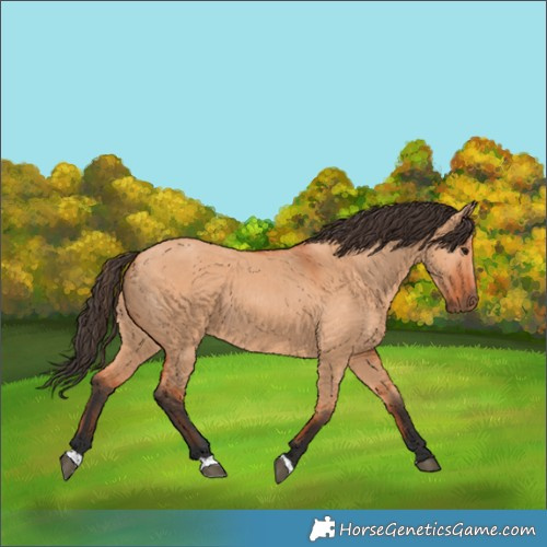 Horse Color:Bay Dun