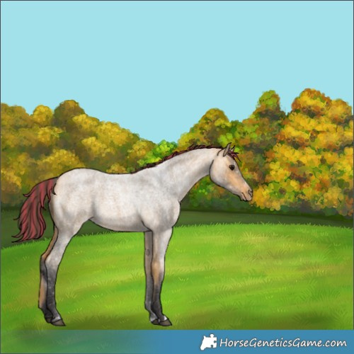 Horse Color:Painted Buckskin Roan Rabicano 