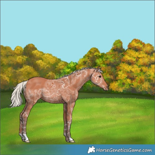 Horse Color:Silver Bay Ice Rabicano 