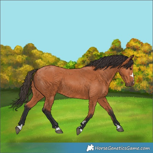 Horse Color:Bay 