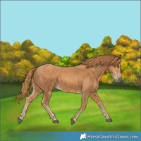 Horse Color:Chestnut 