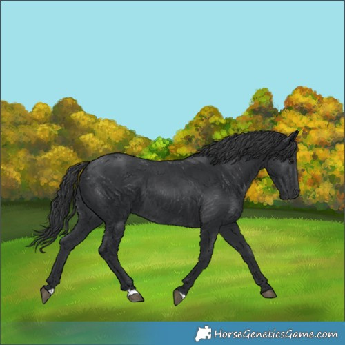 Horse Color:Black 