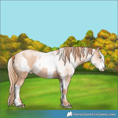 Horse Color:Gold Champagne Pearl Rabicano  and White Spotted Gold Champagne Pearl Rabicano 