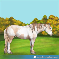 Horse Color:Gold Champagne Pearl Rabicano and White Spotted Gold Champagne Pearl Rabicano