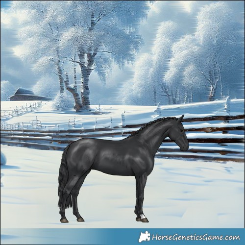 Horse Color:Black 