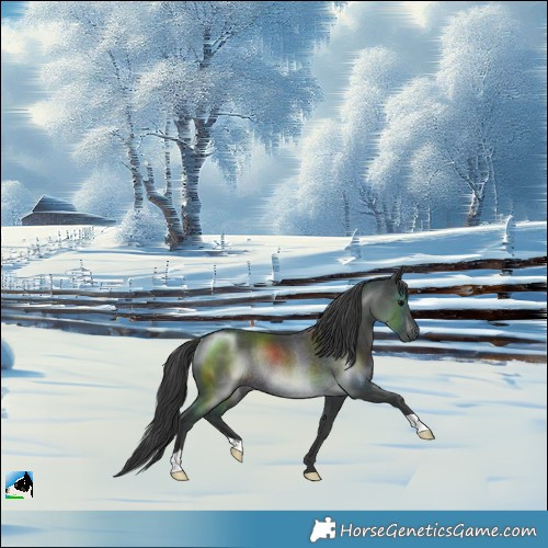 Horse Color:Black Rabicano 