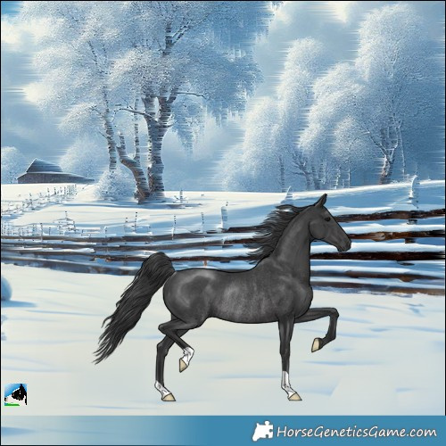 Horse Color:Black Rabicano
