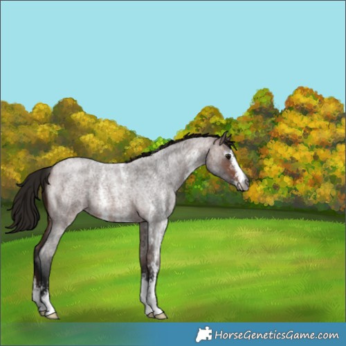 Horse Color:Gray Bay Roan Sabino 