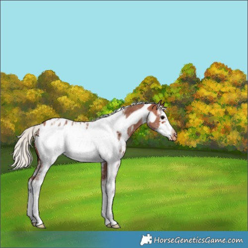 Horse Color:Silver Bay Sabino Frame Blanket 