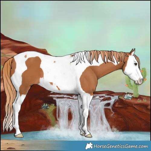 Horse Color:Chestnut Splash Tobiano
