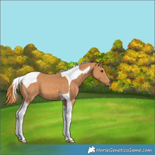Horse Color:Chestnut Tobiano 
