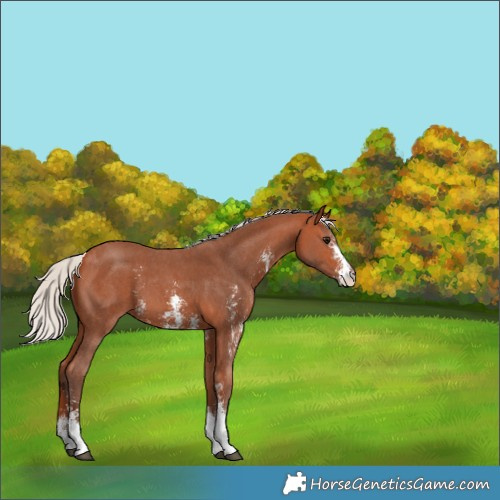 Horse Color:Silver Bay Sabino 