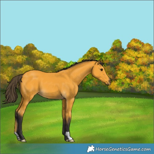 Horse Color:Buckskin
