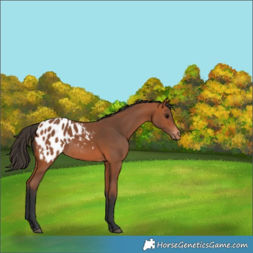 Horse Color:Bay Blanket Rabicano 