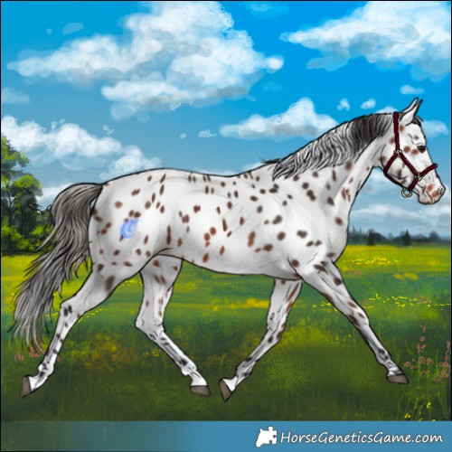 Horse Color:Bay Appaloosa 