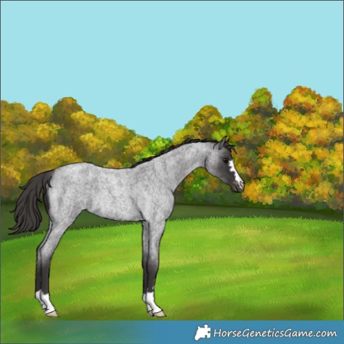 Horse Color:Smoky Blue Roan Appaloosa Rabicano 
