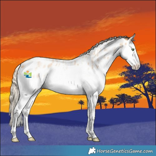 Horse Color:Gold Cream Champagne Roan Sabino Splash Near Leopard 