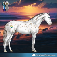 Horse Color:Classic Cream Champagne Splash Appaloosa