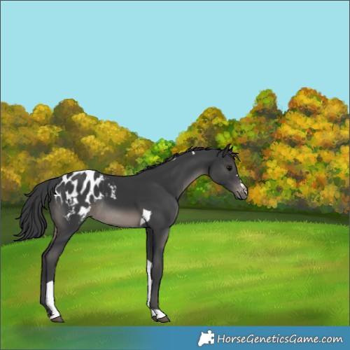 Horse Color:Black Tobiano Appaloosa Rabicano