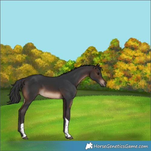 Horse Color:Brown Tobiano Rabicano 