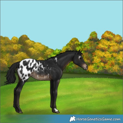 Horse Color:Gray Brown Blanket Rabicano 