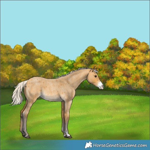 Horse Color:Silver Buckskin Roan Sabino 