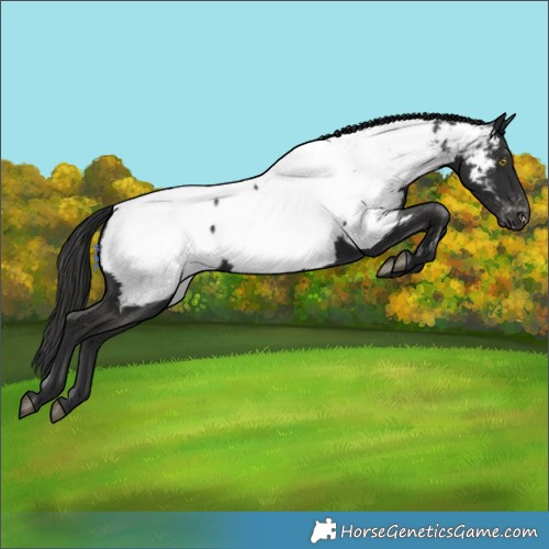 Horse Color:Liver Chestnut Appaloosa 