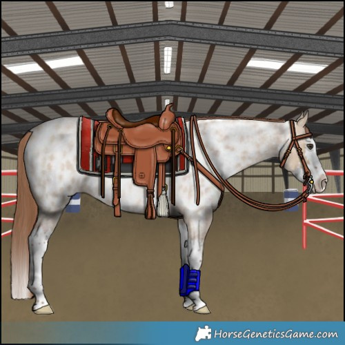 Horse Color:Red Dun Roan Splash Appaloosa 