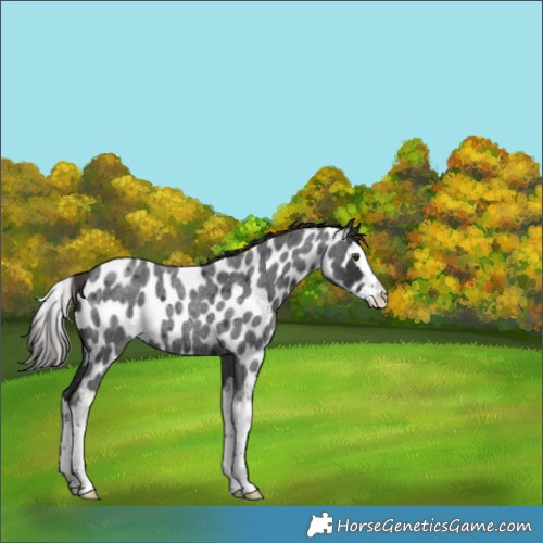 Horse Color:Liver Red Roan Splash Appaloosa
