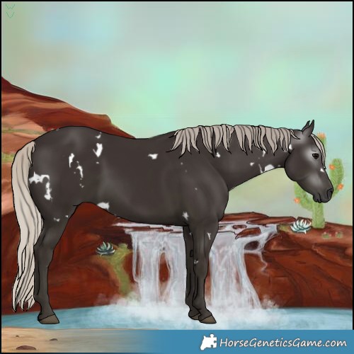 Horse Color:Gray White Spotted Silver Black Rabicano 