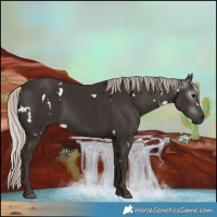 Horse Color:Gray White Spotted Silver Black Rabicano 