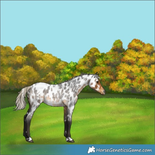 Horse Color:Gray White Spotted Silver Buckskin Roan Appaloosa 