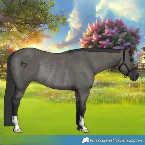 Horse Color:Grullo Rabicano 