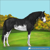 Horse Color:Gray White Spotted Black 