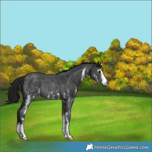 Horse Color:Gray Brown Sabino Rabicano 