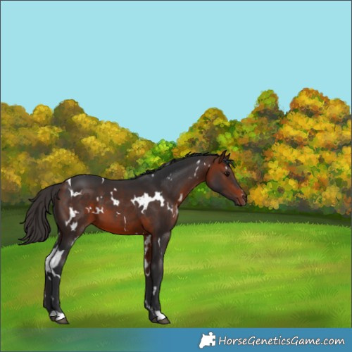 Horse Color:White Spotted Bay 